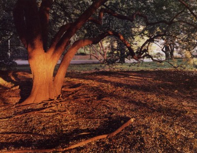 Joel-Sternfeld-Central Park, north of the Obelisk Joel-Sternfeld-Central Park, north of the Obelisk