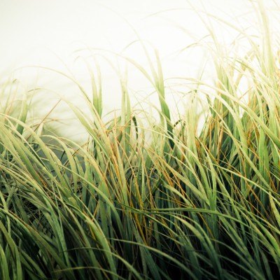 Beach Grass