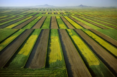 Parcelles de blé s'étendant perpendiculairement aux vents dominants - Conrad Area (USA Montana)